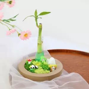 [키득키득]모스와 이끼가 있는 팬더 자연오브제 개운죽 패키지