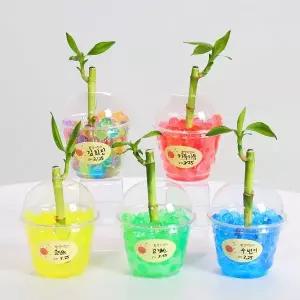 [키득키득]만년화분 개운죽 소 소일화분 식물키우기 만들기 패키지