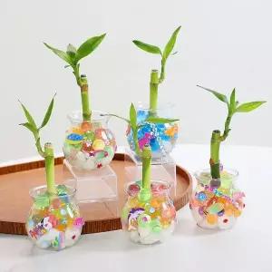 [키득키득]개운죽 어항만들기 식물키우기 만들기 패키지