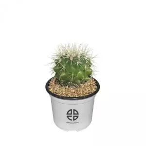 금호 선인장 둥근 관상용 식물 실험 관찰용