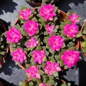 다육식물 취솔성 화분 관엽식물 모종