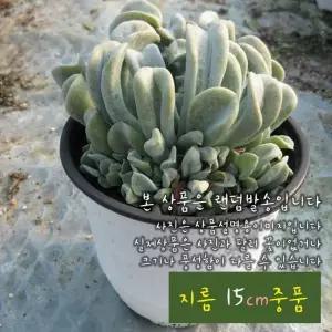 다육식물 특엽옥접 15cm 중품 화분