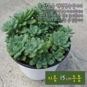 다육화분 15cm 중형 그린에메랄드 화분