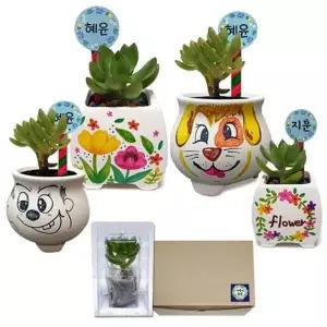 유아 미술 다육 화분 꾸미기 키트 보호 케이스 포함 식물 세트
