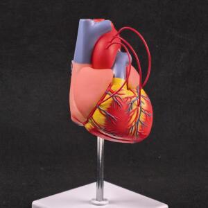 의대생 바이패스 기능이 있는 실물 크기의 PVC 과학적 심장 해부 모형