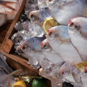 국내산 손질 냉동 병어(덕자) 모음전