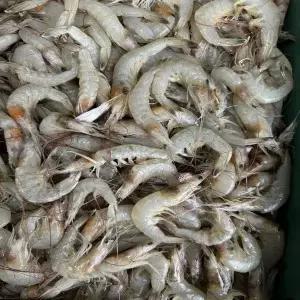 신선한 자연산 생물 중하새우 1kg 100미