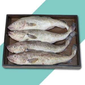 급냉 국내산 대구 3kg x 5팩 냉동식품 식재료 생선 냉동생선