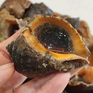 국내산 연평 생물 참소라 1kg 서해안 제철 활소라 20-25미내외