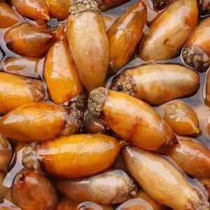 제철 국내산 횟감 활 미더덕 손질 미더덕