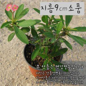 꽃기린 핑크 (Pink 분홍) 지름 9cm 소품다육화분 (좋은흙만 사용한 건강한식물)