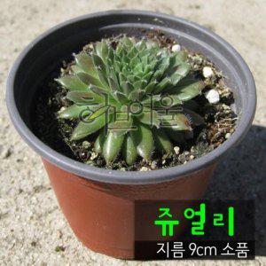 쥬얼리 (바위솔 노지월동) 지름 9cm 소품 다육화분 (좋은흙만 사용한 건강한식물)