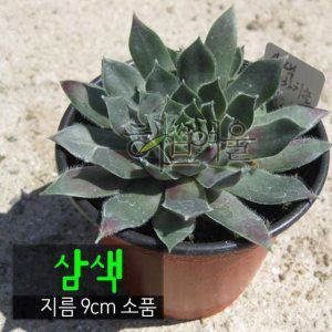 삼색 바위솔 (노지월동) 지름 9cm 소품 다육화분 (좋은흙만 사용한 건강한식물)