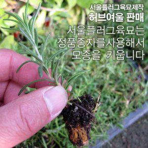 (모종) 로즈마리 (집중력강화) 허브모종 5개 (서울육묘생산 허브여울판매 정