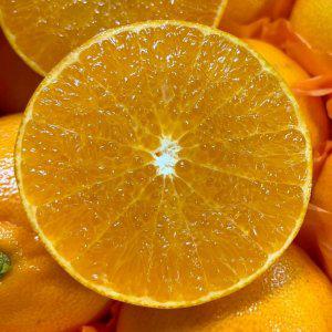 천혜향 선물세트 3kg 로얄과