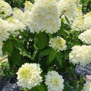 라임라이트 수국 (목수국) 3년생 개화주 1주