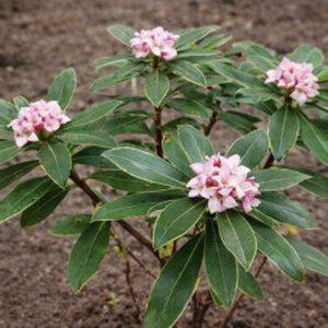 천리향(서향) 키60cm (분) 1주