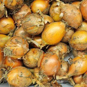 국내산 양파 10kg 중