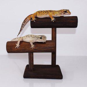BenF Home 피딩대 2단 다크브라운 파충류 스탠드 도마뱀 크레스티드 게코 크레 레오파드 휴식대 받침대