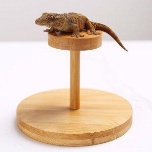 BenF Home 피딩대 라운드 우드 파충류 원목 스탠드 도마뱀 크레스티드 게코 크레 훈련용 휴식대 받침대
