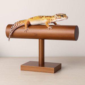 BenF Home 피딩대 1단 월넛 브라운 파충류 도마뱀 크레스티드 게코 용품 훈련용 쉼터 휴식대 스탠드