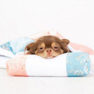 반려동물 고양이 이불 침구 강아지 잠자리 침낭