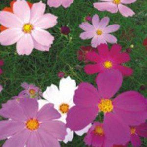 야생화 종자 베란다 가을 다채로운 2000립 화단 씨앗 코스모스