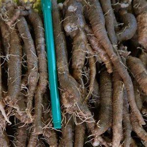 식재료 생더덕 흙 선물 자연산 국산 담금주