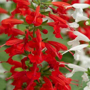 200 화단 꽃씨 발아율 씨앗 정원용 야생화 사루비아