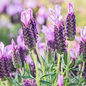 화분 야생화 허브 정원 씨앗 다년생