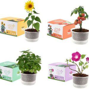 교육용 해바라기 바질 토마토 식물 재배 키트 씨앗 어린이