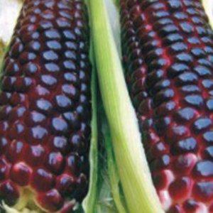 찰옥수수 농사용 흑찰옥수수 텃밭용 씨앗 20g 재배용 가정용