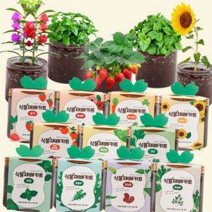 재배 화분 씨앗 어린이 식물 딸기 토마토 키트