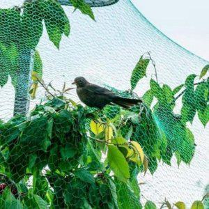 비닐 방지 그물망 보호망 해충 참새 원예용 새그물 텃밭 농작물