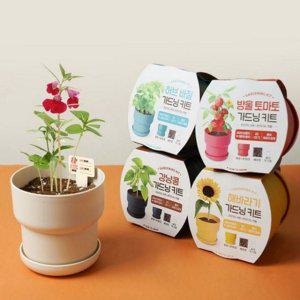 씨앗 식물 키우기 키트 화분 재배 어린이 가드닝 바질
