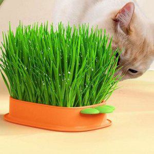 풀 간식 그릇 고양이 반려동물 사료 재배 물그릇