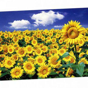 1000조각 인테리어 풍경 직소 성인 해바라기 퍼즐 명화