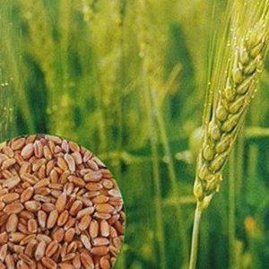 새싹밀 가정 곡물 가을 참밀 파종용 밀씨앗