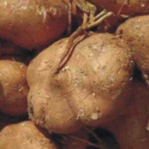 식용 콩과 씨앗 히카마 과채류 종자 웰빙