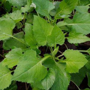 식물 6000 품종 씨앗 종자 취나물 산나물 나물