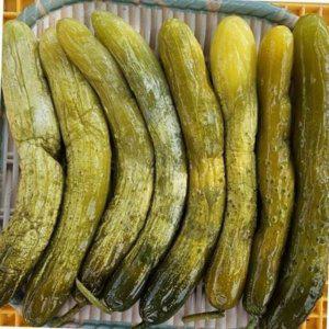 오이지 반찬 오이 가정용 밑반찬 절임 숙성 김치 전통 밥도둑