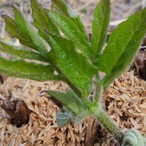 재배용 땅두릅 약용 텃밭 가정용 작물 씨앗 파종