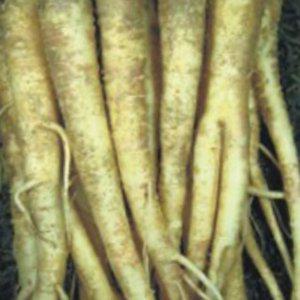 파종 도라지 씨앗 농업용 약용 텃밭 작물 재배용 종자