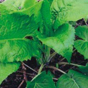 텃밭 취나물 산나물 농작물 씨앗 나물 식물