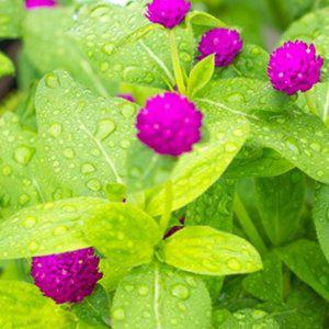 1000 야생화 키우기 재배용 천일홍 화분 가정용 씨앗 정원