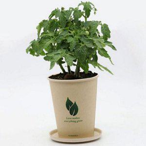 재료 씨앗 모종 토마토 방울 화분 식물 키트 키우기