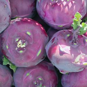 [산지직송] 제주 콜라비 로얄과 2kg 3kg 5kg 무 제주무 과일 제주도 당근 주스용 조림용 아삭아삭