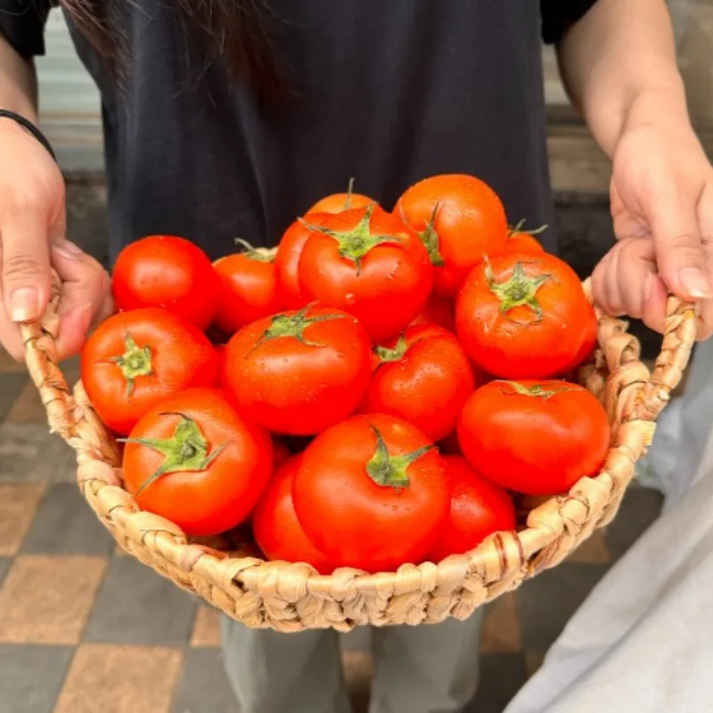 산지직송 국내산 완숙 찰토마토 소/중 2-5kg 무료배송