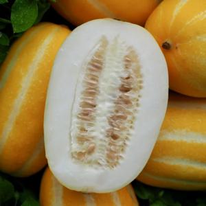 [특가] 산지직송 성주 꿀참외 2kg 5kg