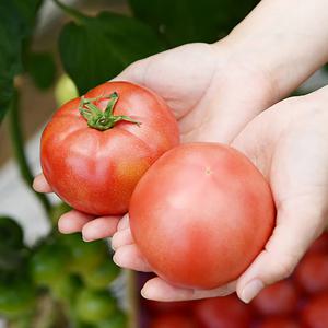 [흙이음] 햇살 가득 완숙 찰토마토